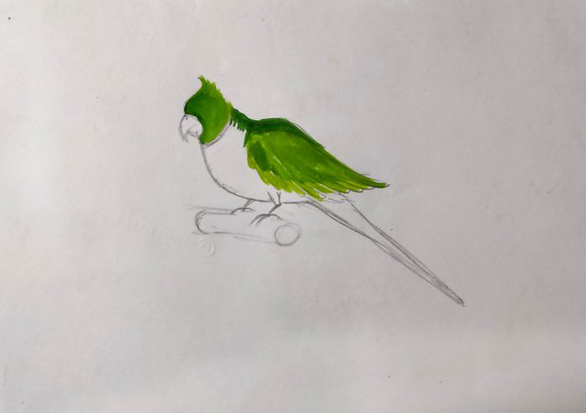 green parrot on paper Drawing by Dr Mubarak Muhammad Ali | Saatchi Art