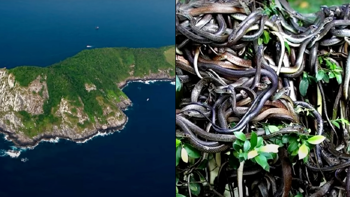 Snake_isle.png