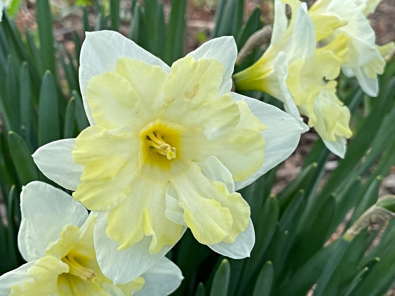 flowers-3.jpg
