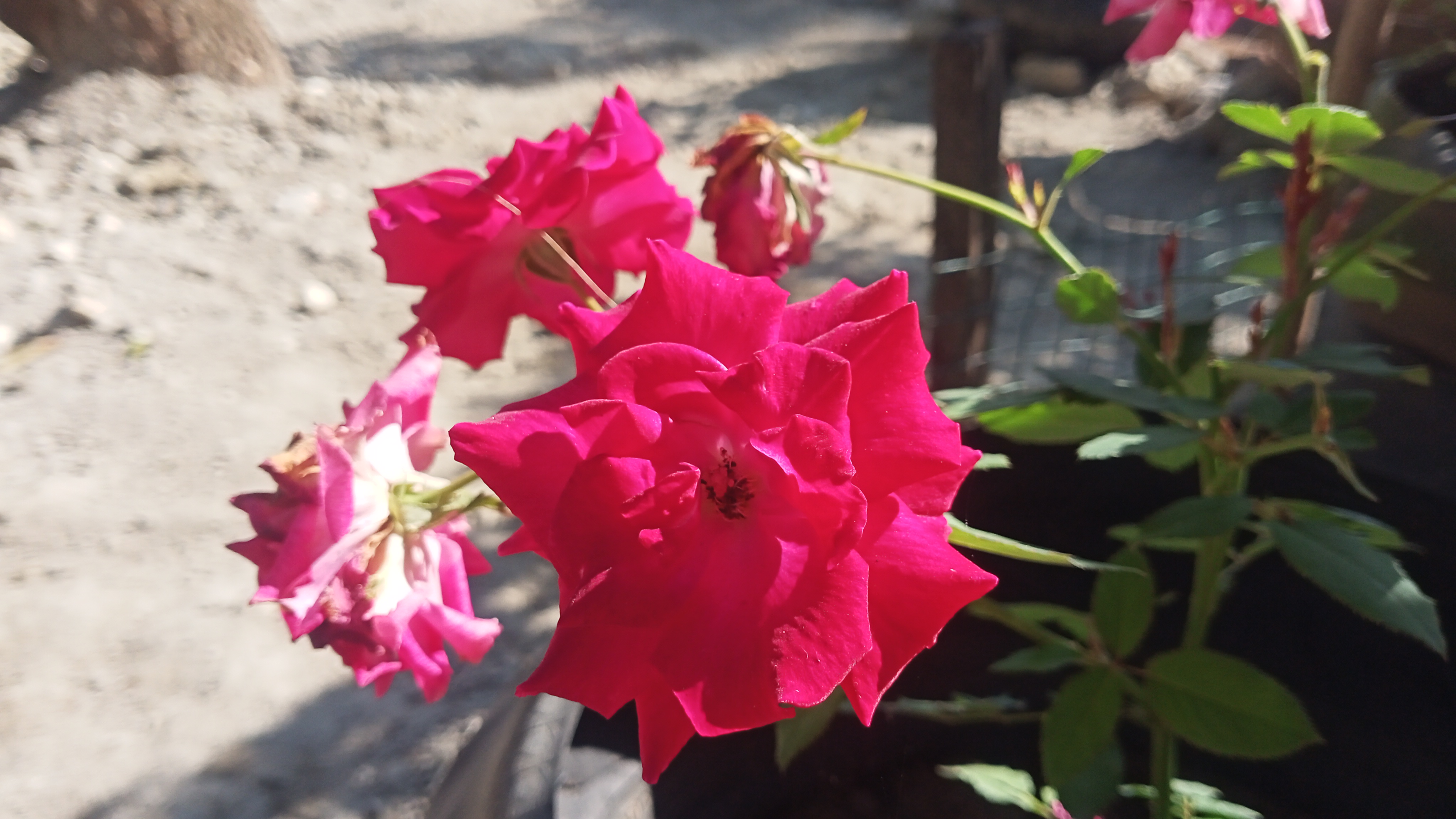 IMG20250429160615.jpg