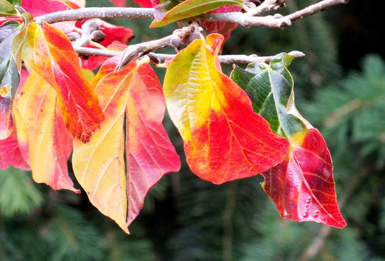 0362RedLeaves.JPG