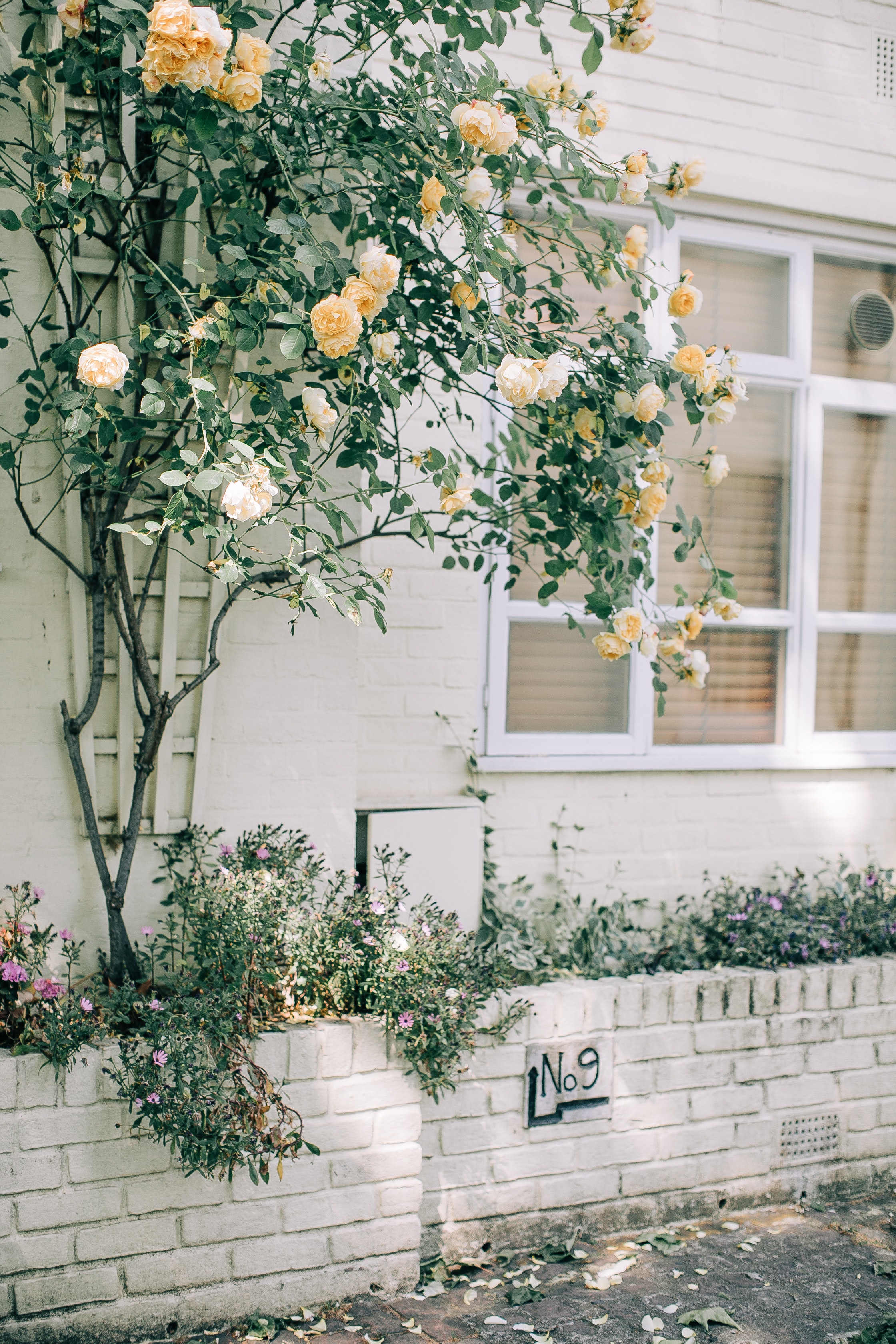 white-and-yellow-flowers-4482679.jpg