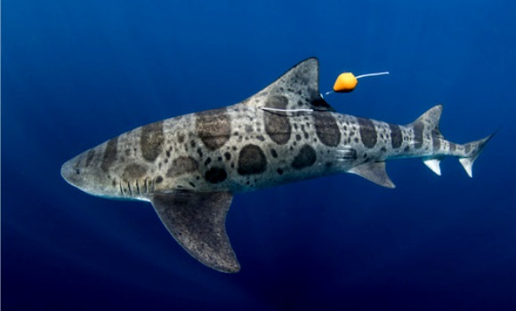 tiburon-leopardo-sinc.jpg