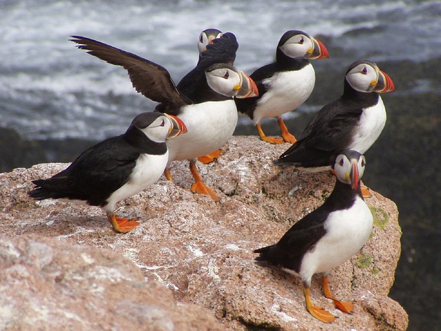 atlantic-puffins.jpg