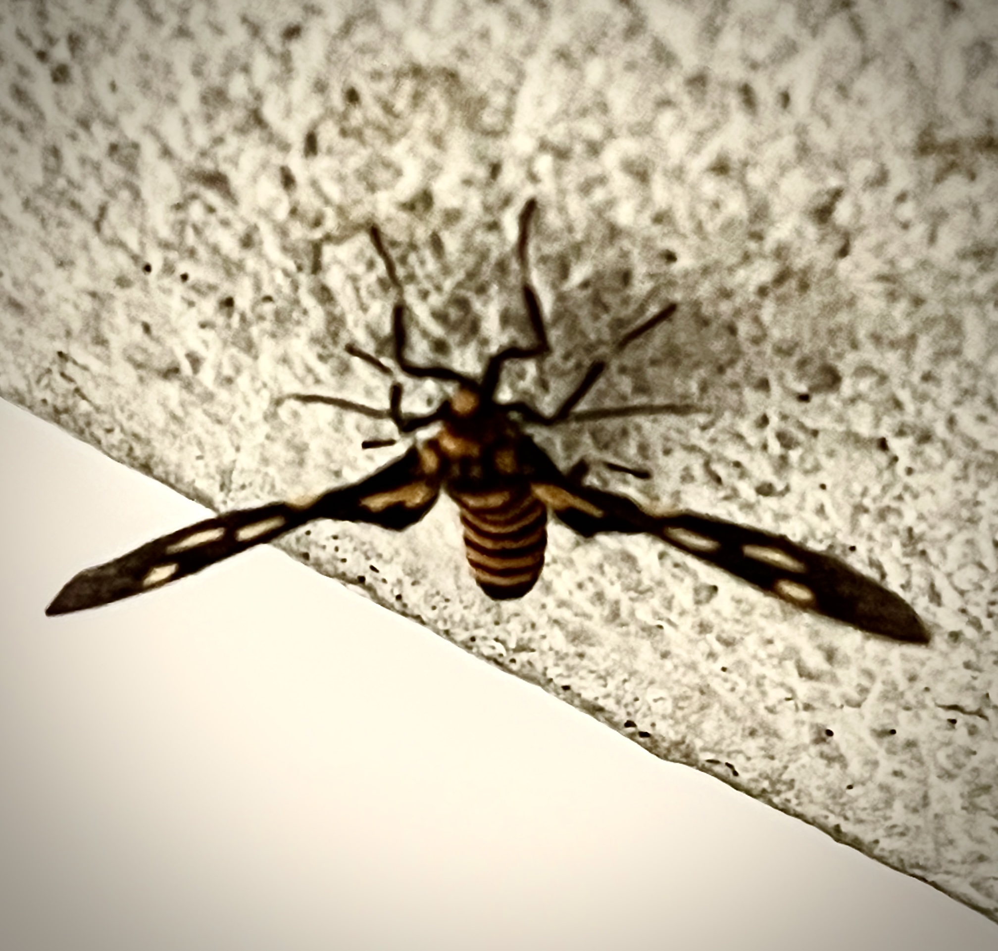 7BE2F745-F88E-4B07-B36D-2E66369AF554.jpeg