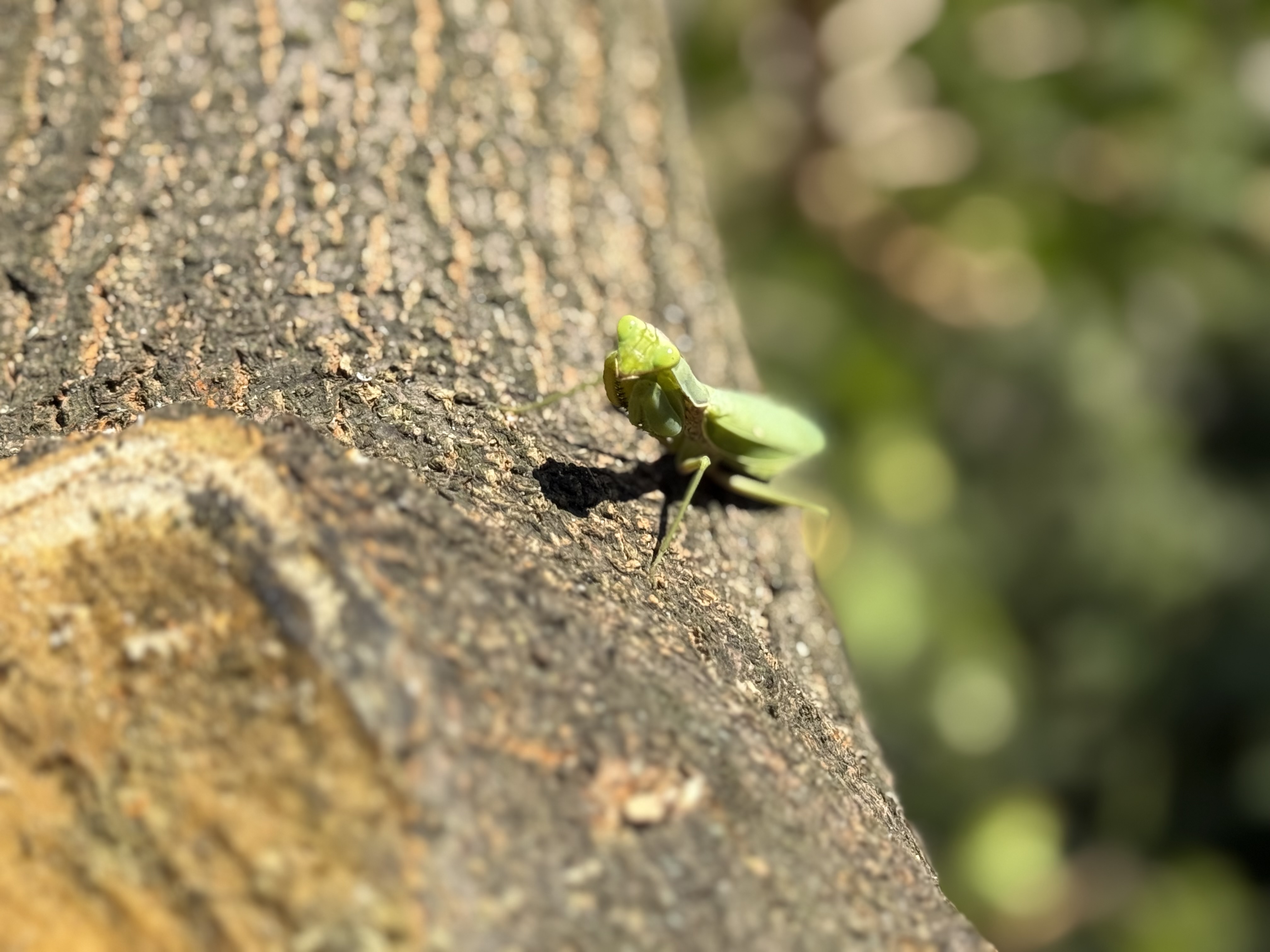 IMG_6327.jpeg