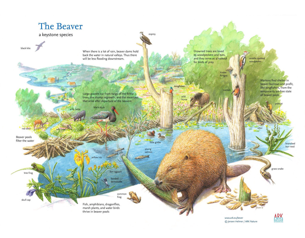 Rewilding Europe Beavers.JPG