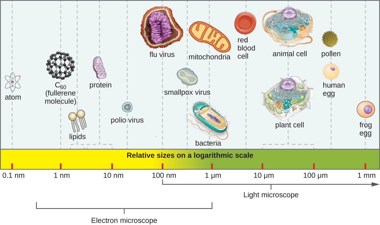 OSC_Microbio_01_03_sizes.jpg