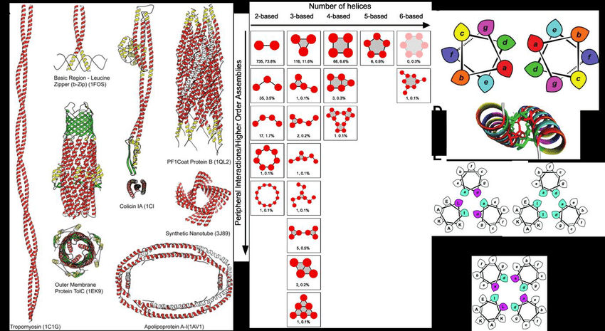 The-structure-of-coiled-coils-A-Examples-of-natural-and-synthetic-coiled-coilbased.png