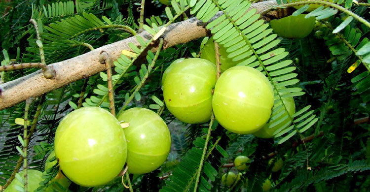 amla-fruits20160120082157.jpg