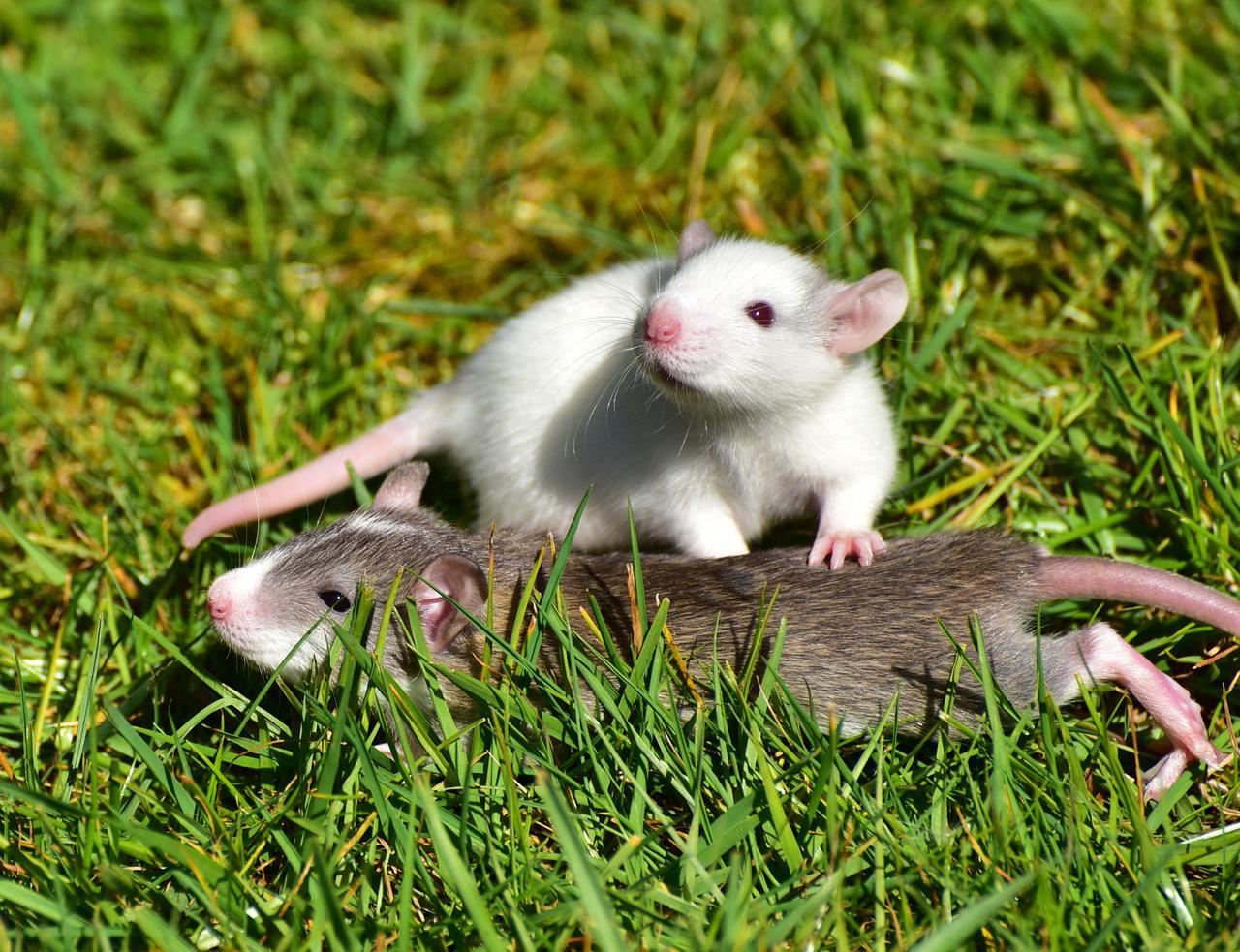 rats-gb9e0d7e8e_1280.jpg