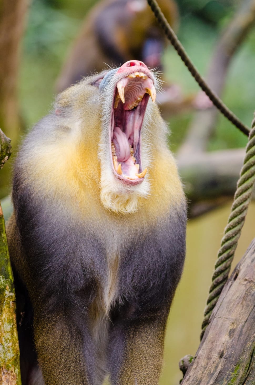 mandrill-yawning-wallpaper-preview.jpg