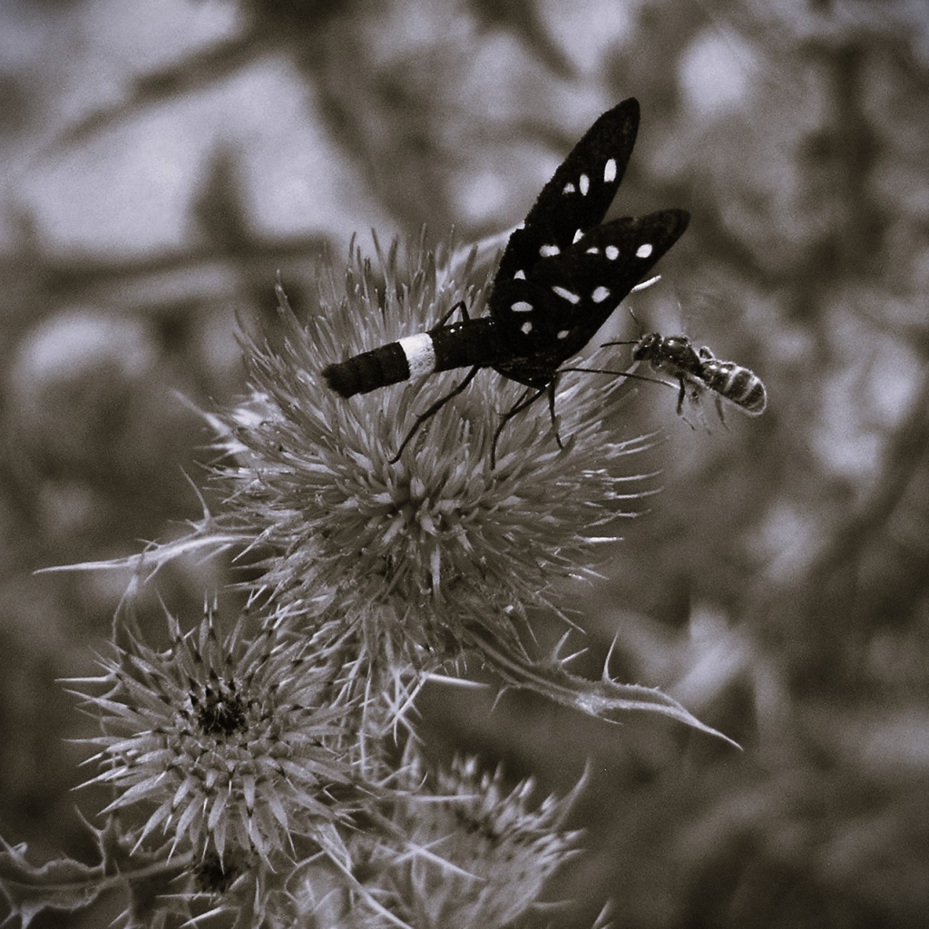PICT0089.jpg
