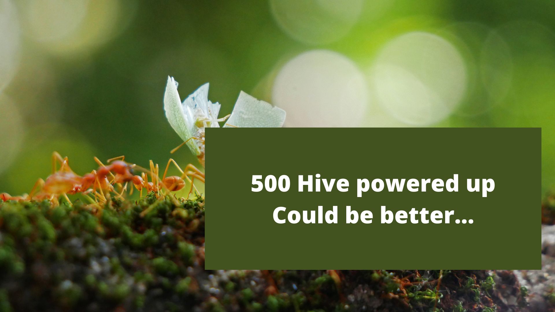 500 hive powered up.jpg