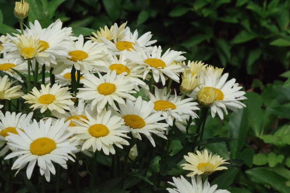 daisies.jpg