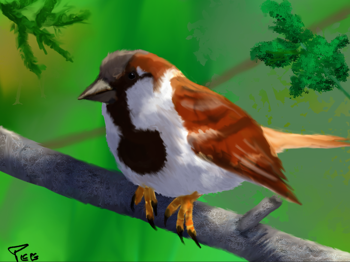 Moineau~3.PNG