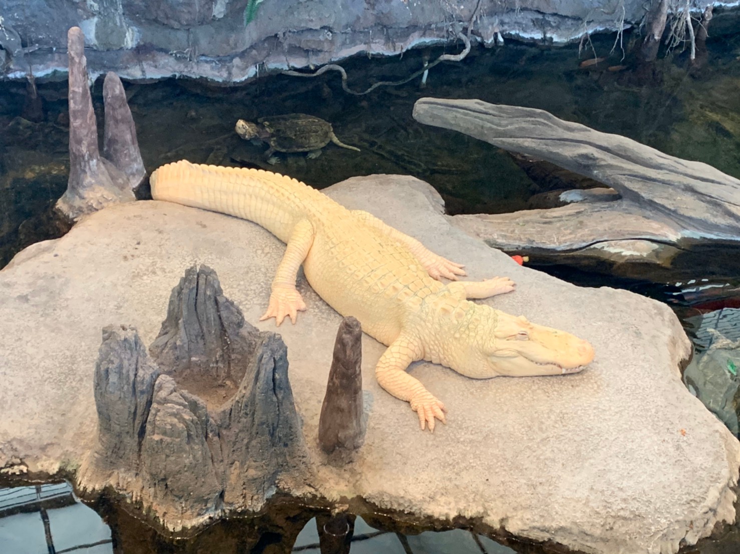 California Academy of Sciences47.jpg