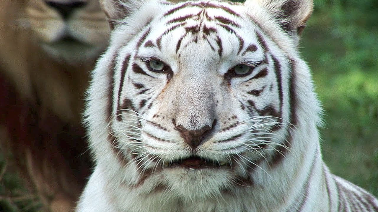 My spirit animal, the white tiger!