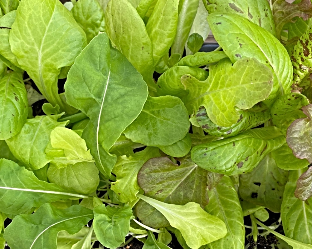 Hydroponic-lettuce-.jpg