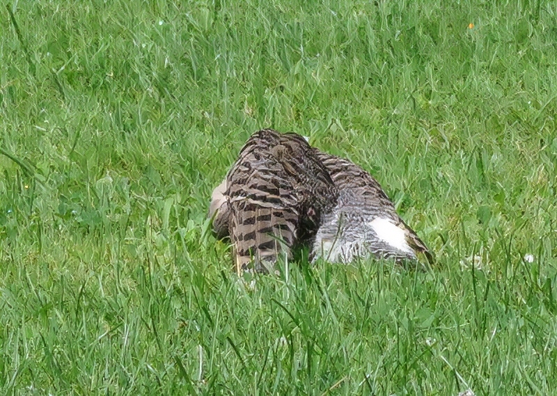 feathered friends - birds.jpg