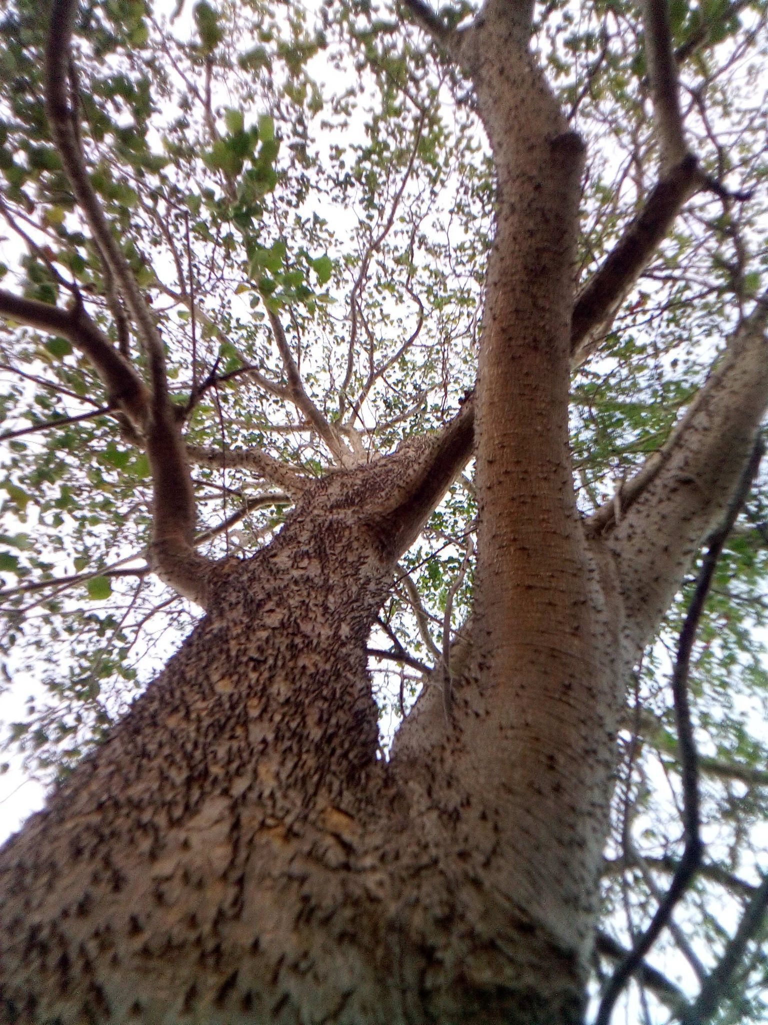 [ESP/ENG]Árbol de jabillo o Hura crepitans /jabillo tree or Hura ...