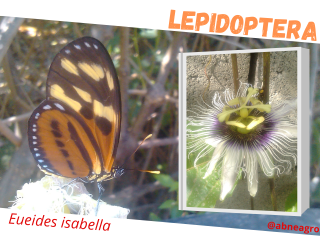 Lepidoptera flor.png