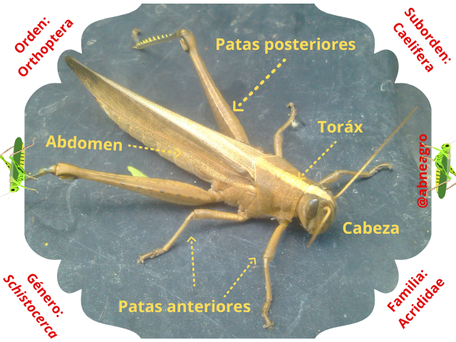 Orthoptera partes 1.png