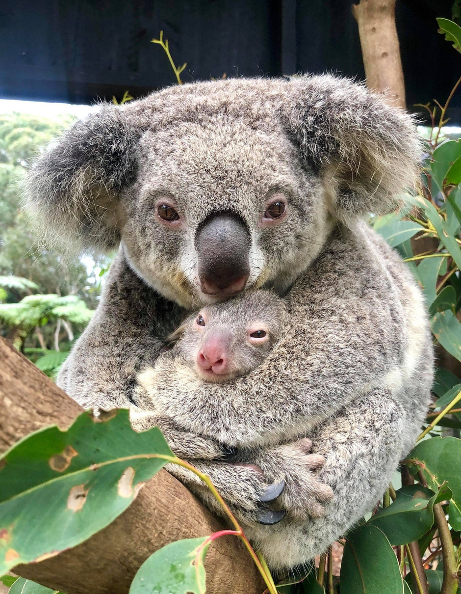 koala.jpg