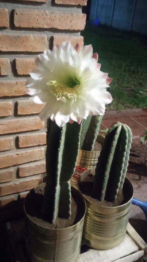 06.-Cactus-San-Pedro-3.png