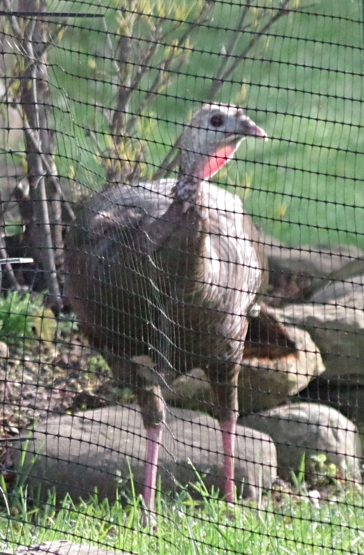 feathered-friends-turkey-3.jpg