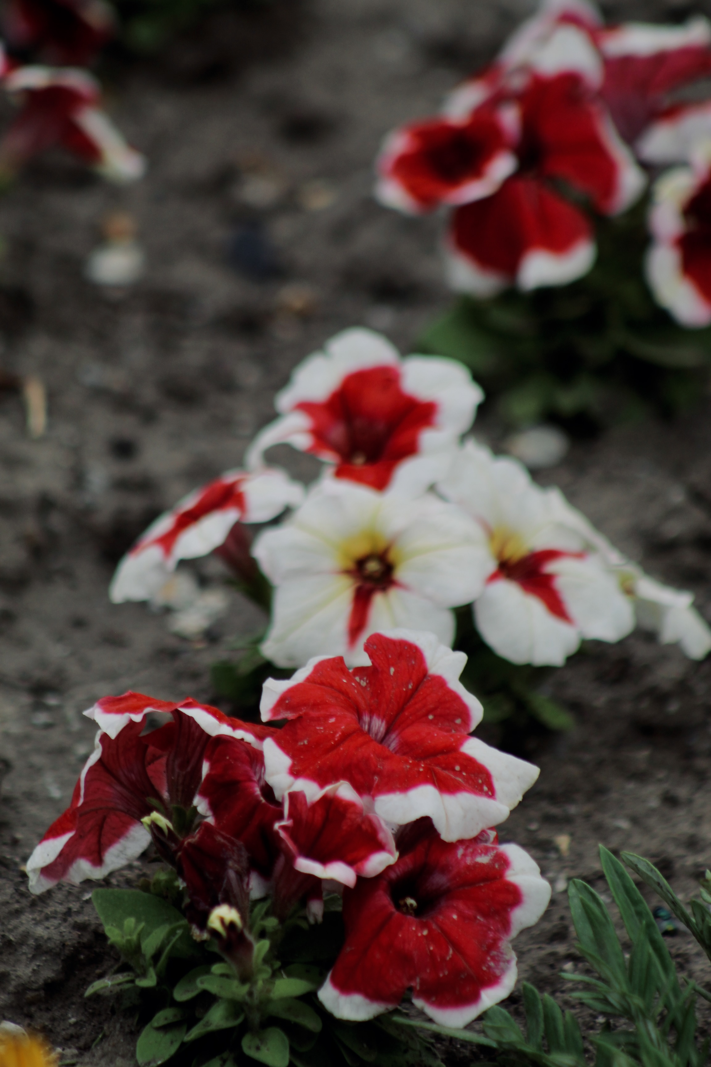 IMG_4096.jpeg