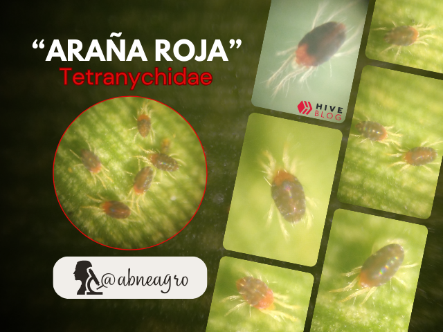 Araña portada.png