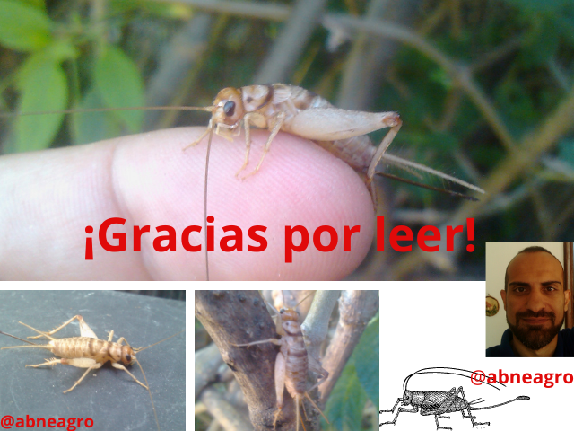 Orden Orthoptera final.png