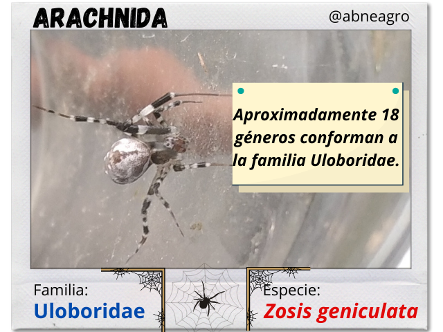 Arachnida(1).png