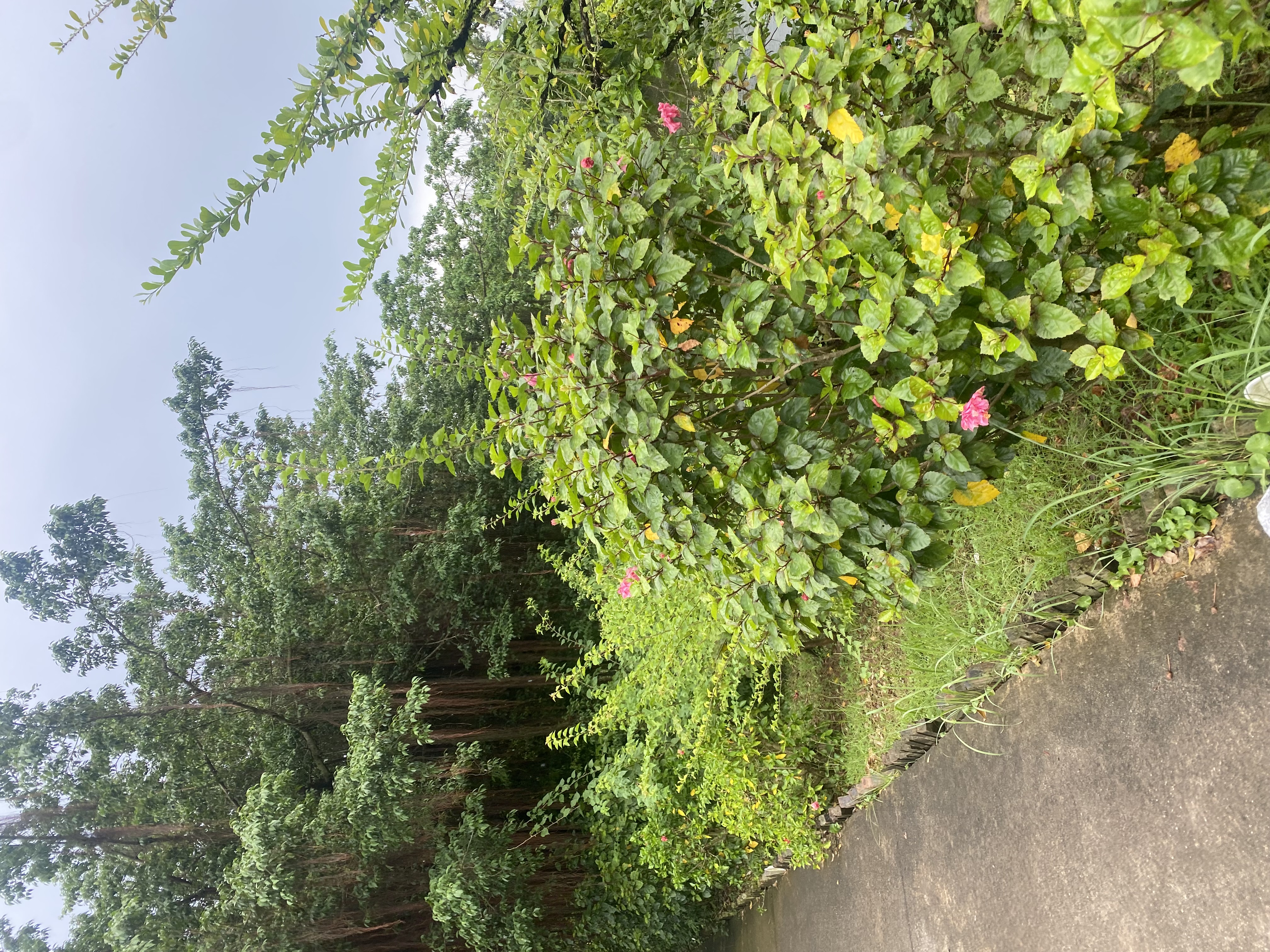 IMG_8430.jpeg