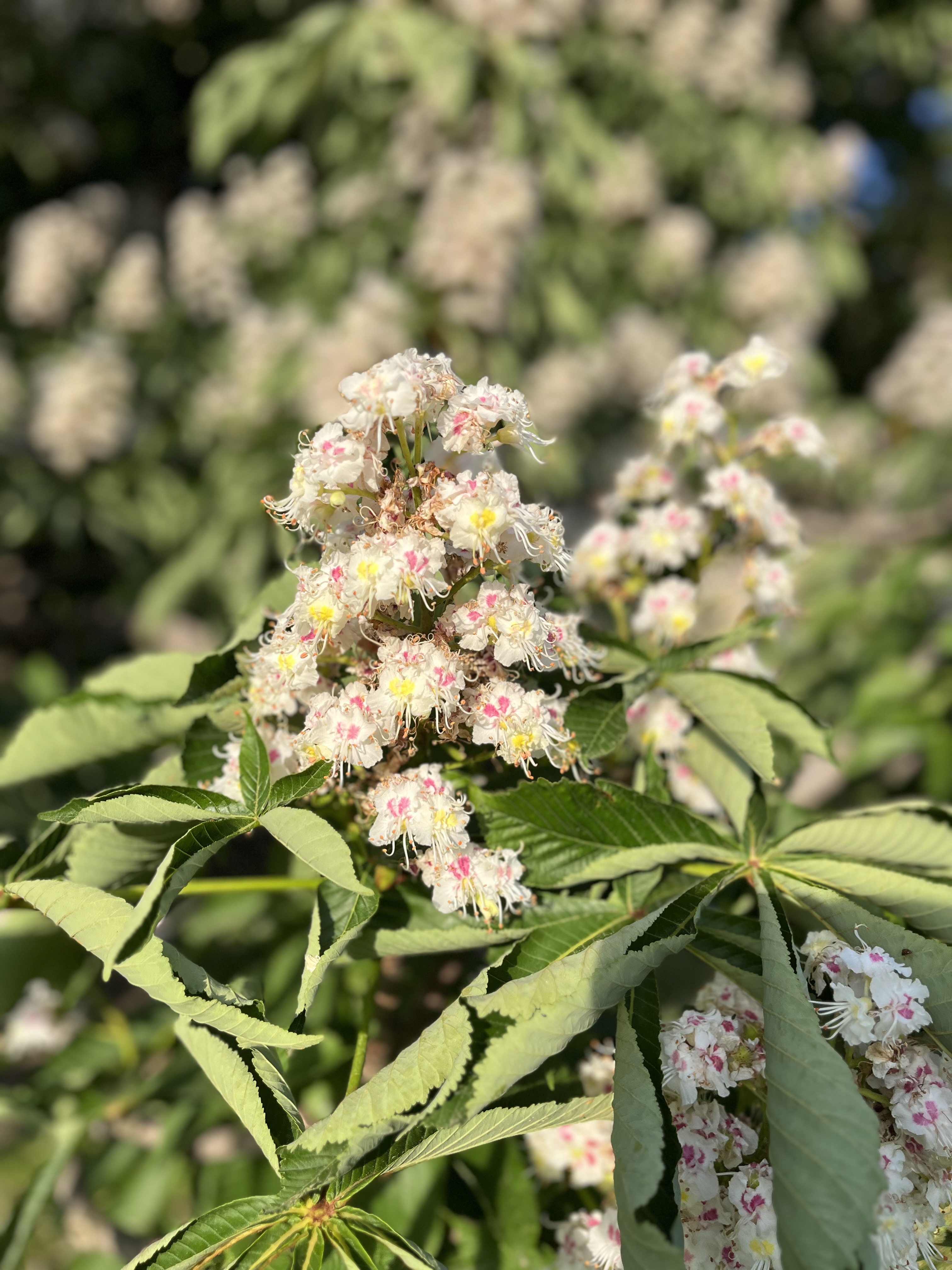 IMG_3430.jpeg