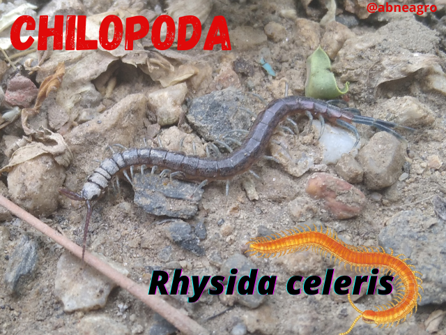 Chilopoda.png