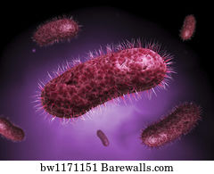gammaproteobacteria.jpg