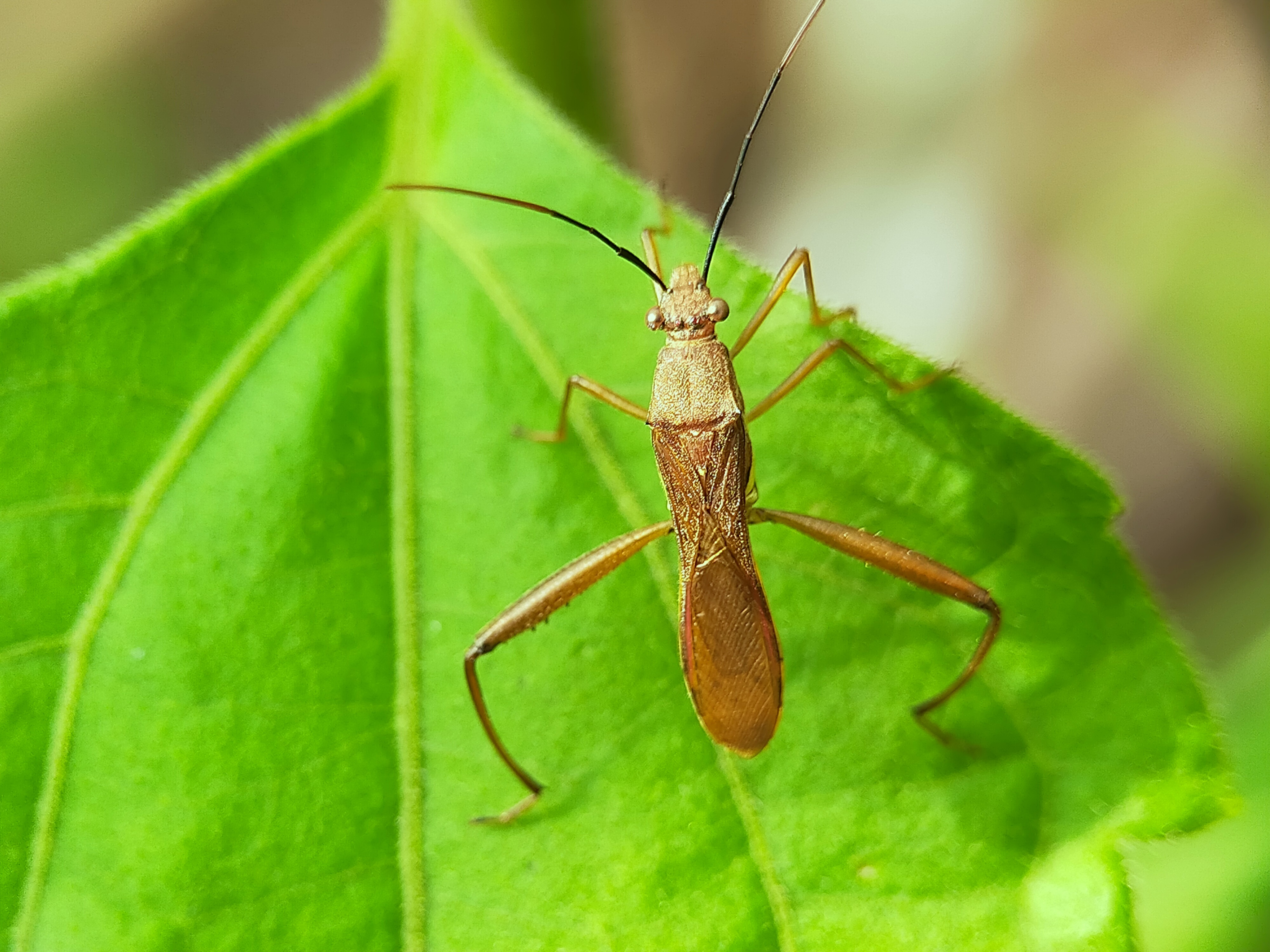 Assassin Bug (16).jpg