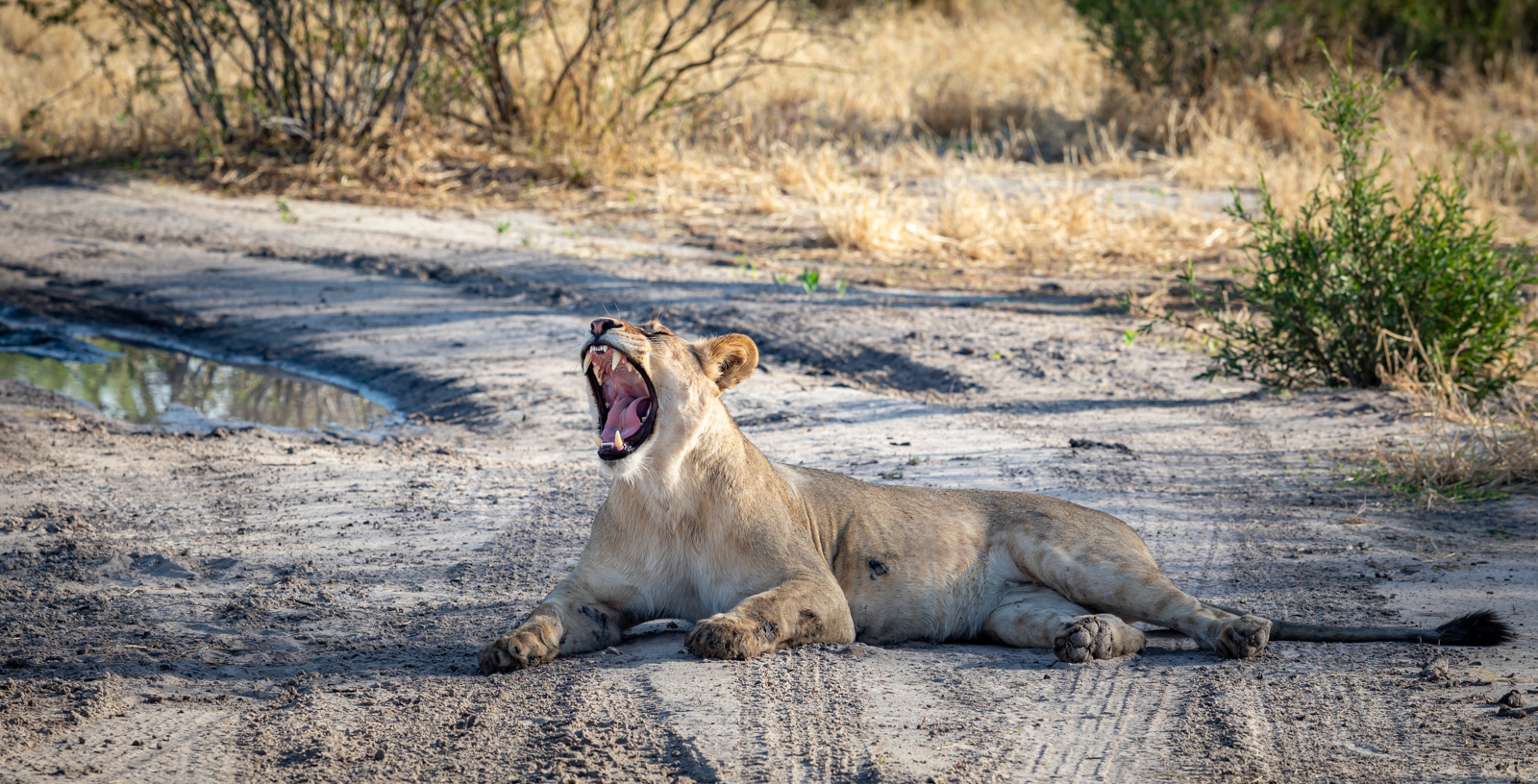 2016_11_Botswana (341)LR-2.jpg