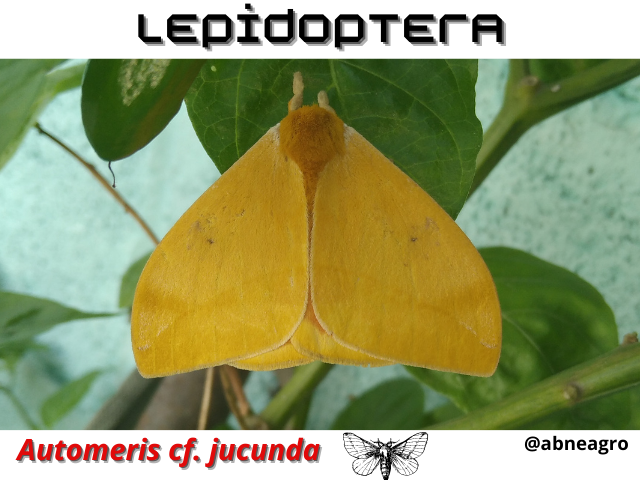 Automeris cf. jucunda.png