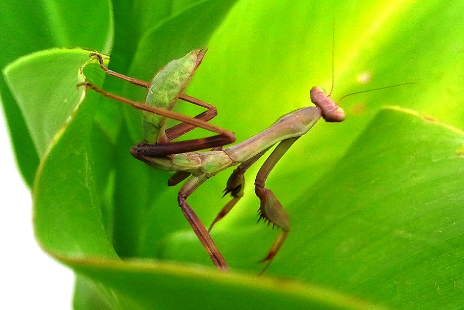 04-Mantis.jpg