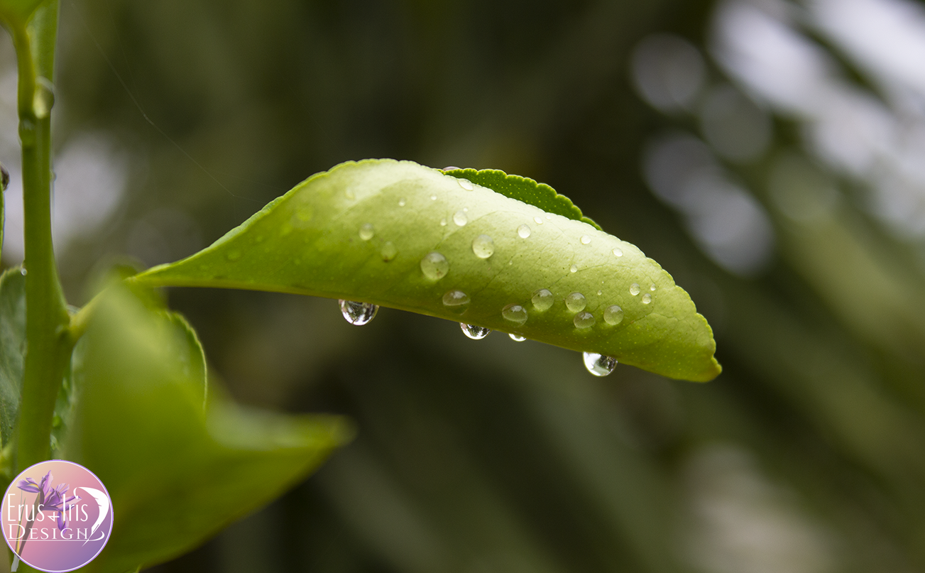 Rainy leaf.png