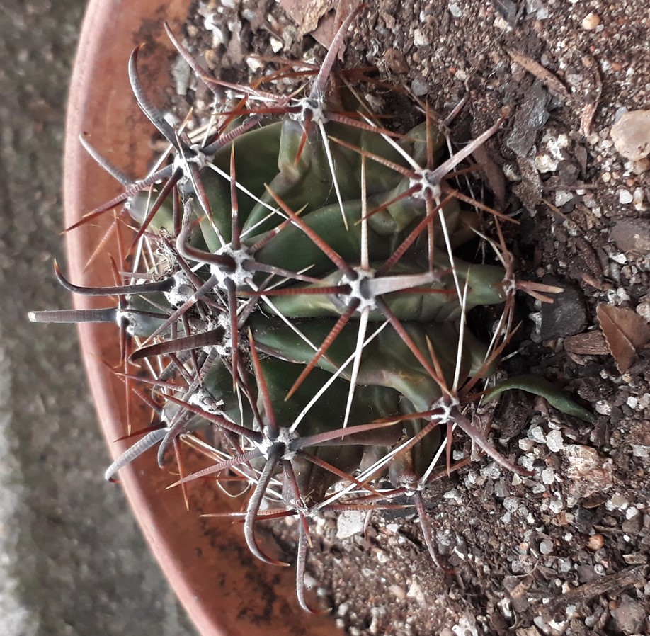 ferocactus3.jpg
