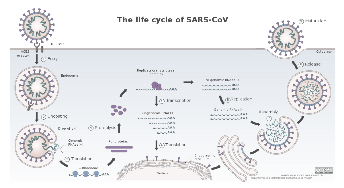 1200px-The_life_cycle_of_SARS-CoV.svg.png