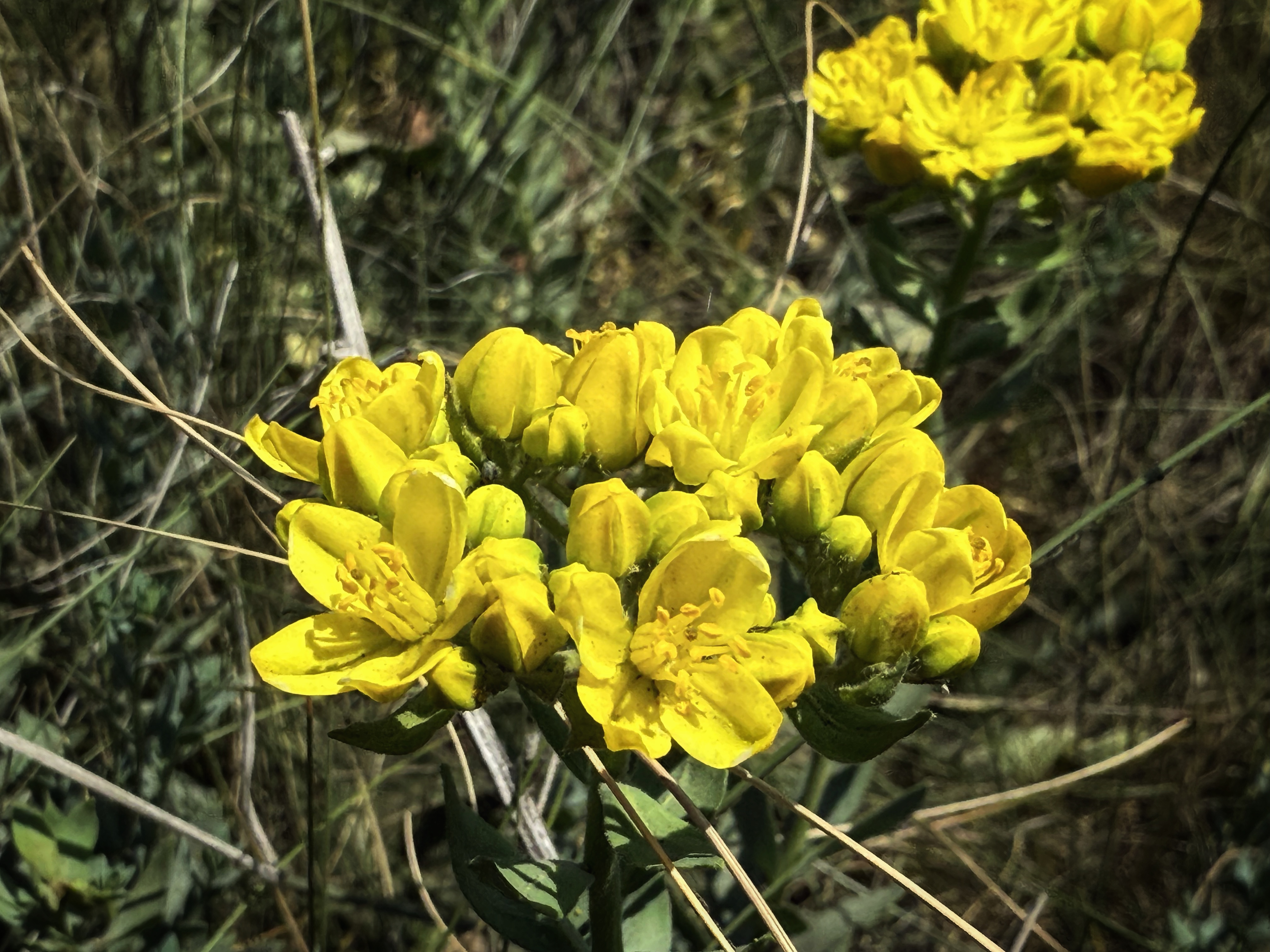 IMG_3823.jpeg