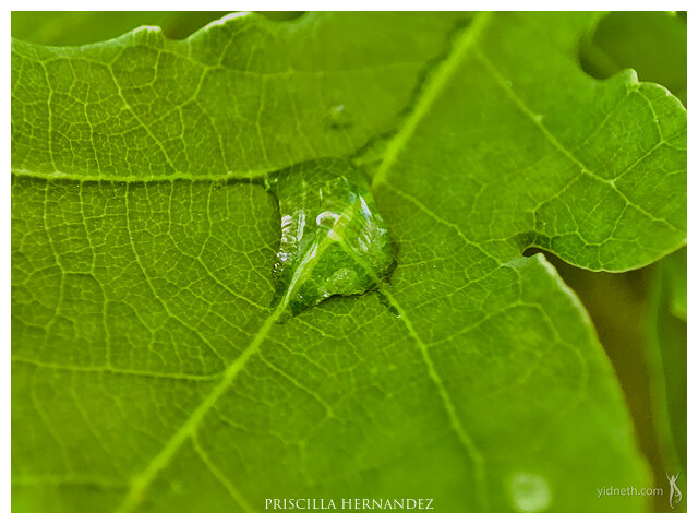 leaf -640- by Priscilla Hernandez.jpg