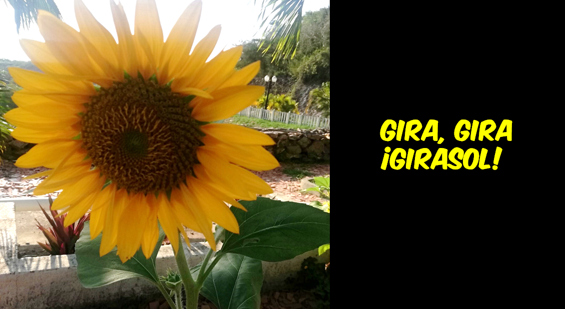 Gira, Gira ¡Girasol! — Hive