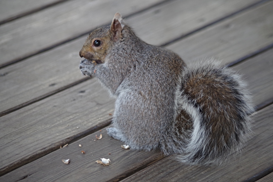 animals-squirrel-photography-sunscape.jpg