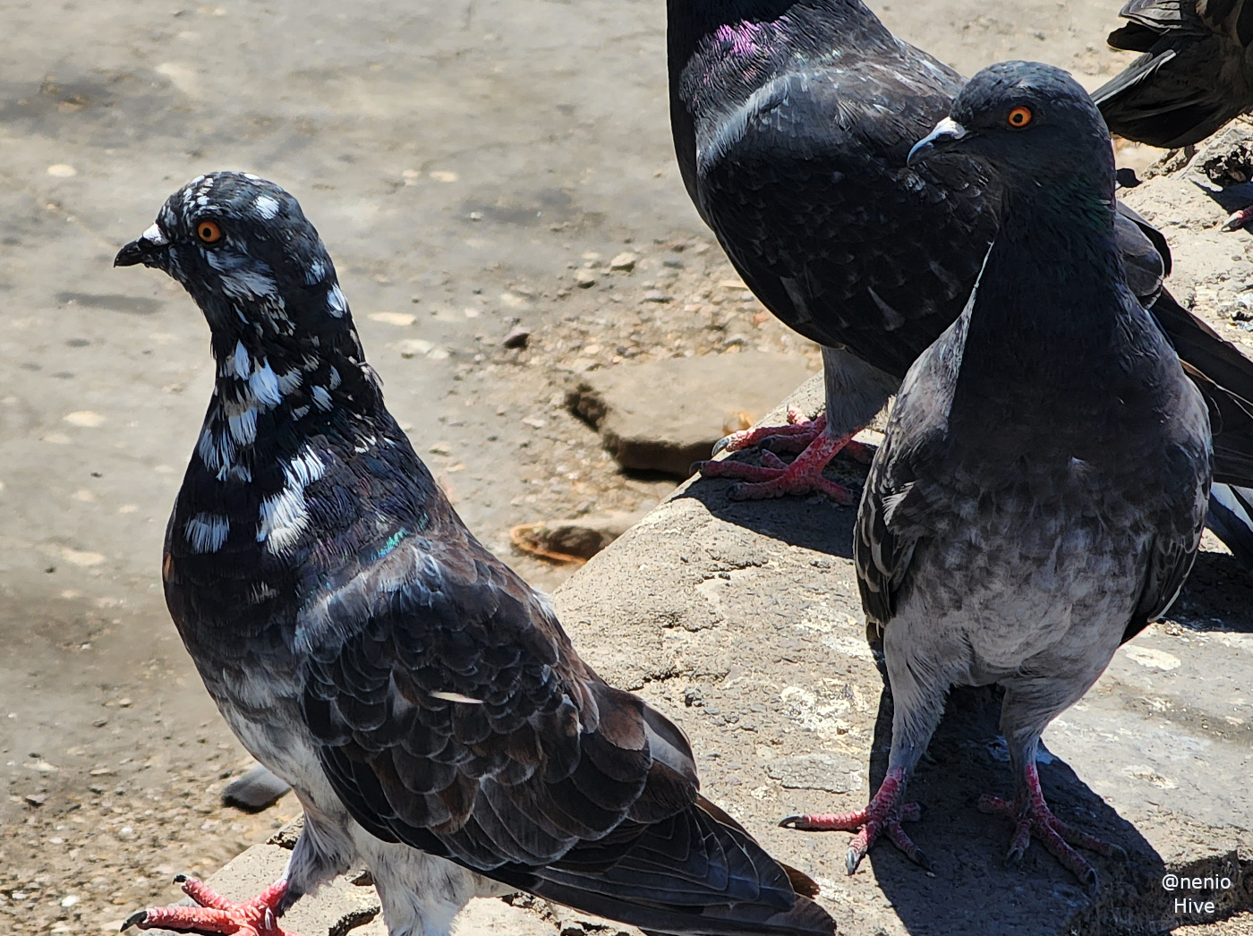pigeons-012.jpg